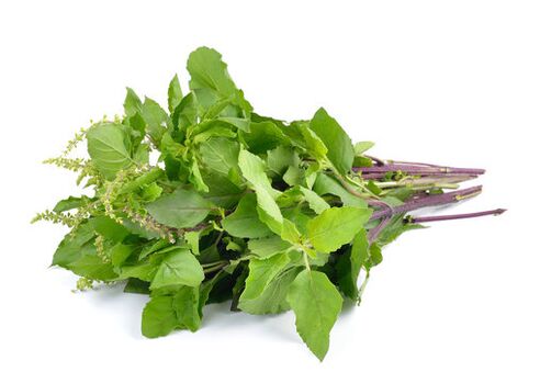 Follas de albahaca no spray zxcvbnmqwert